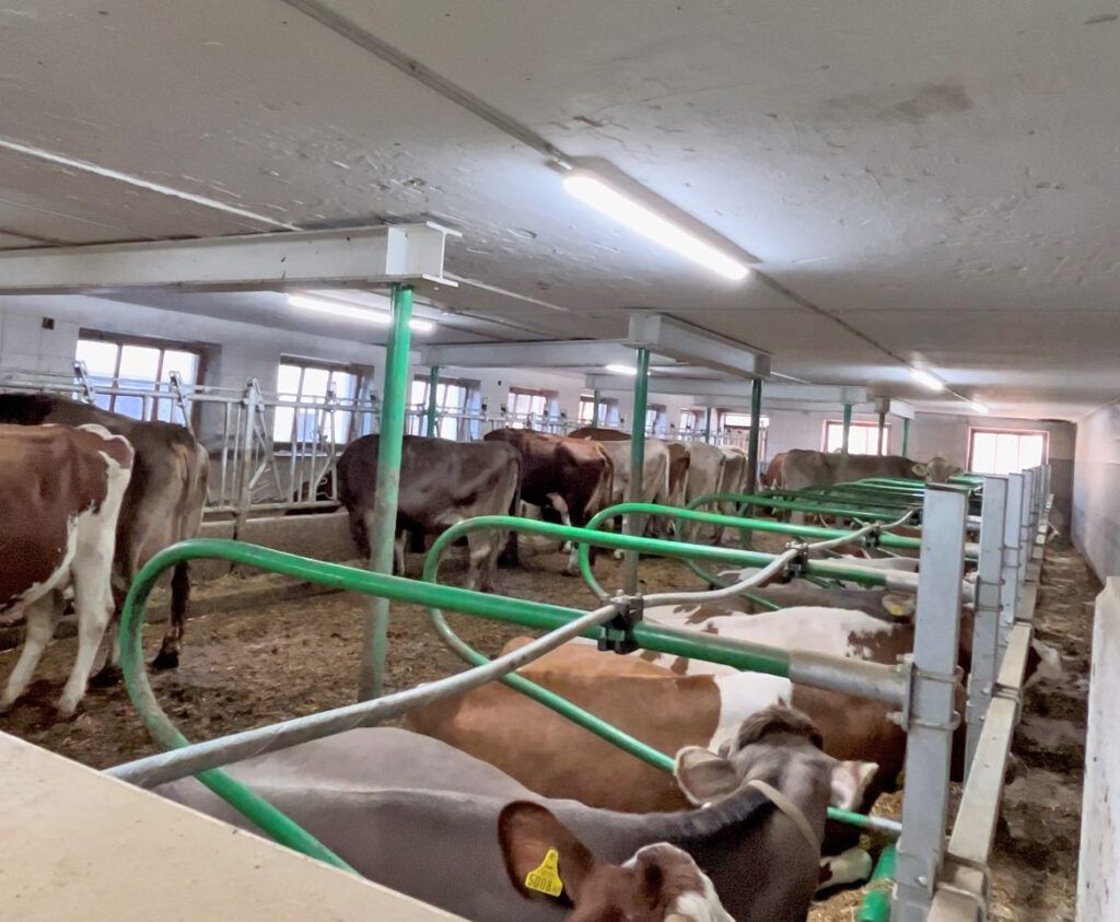 Kostengünstiger Umbau für 35 Kühe: Das interessiert viele Berufskollegen.