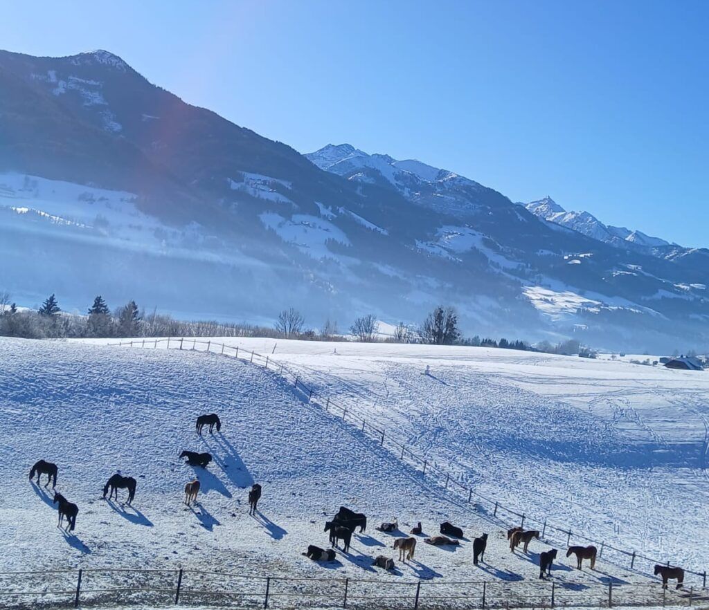 Die neue Hofstelle ermöglicht auch im Winter einen Weidebetrieb.