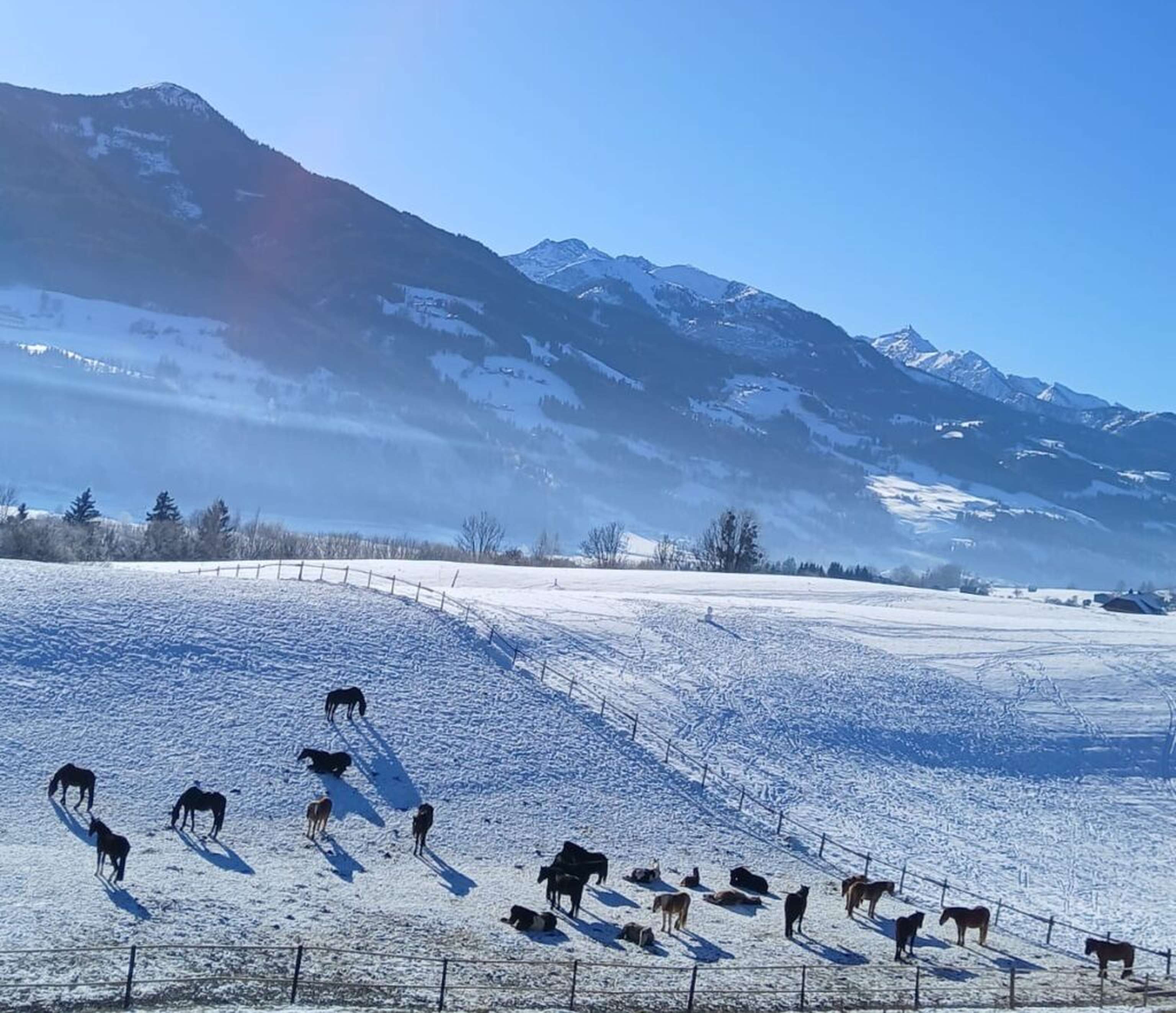 Die neue Hofstelle ermöglicht auch im Winter einen Weidebetrieb.