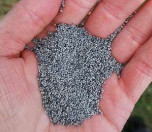 Bei Schüttmohn ist der ideale Erntezeitpunkt entscheidend.