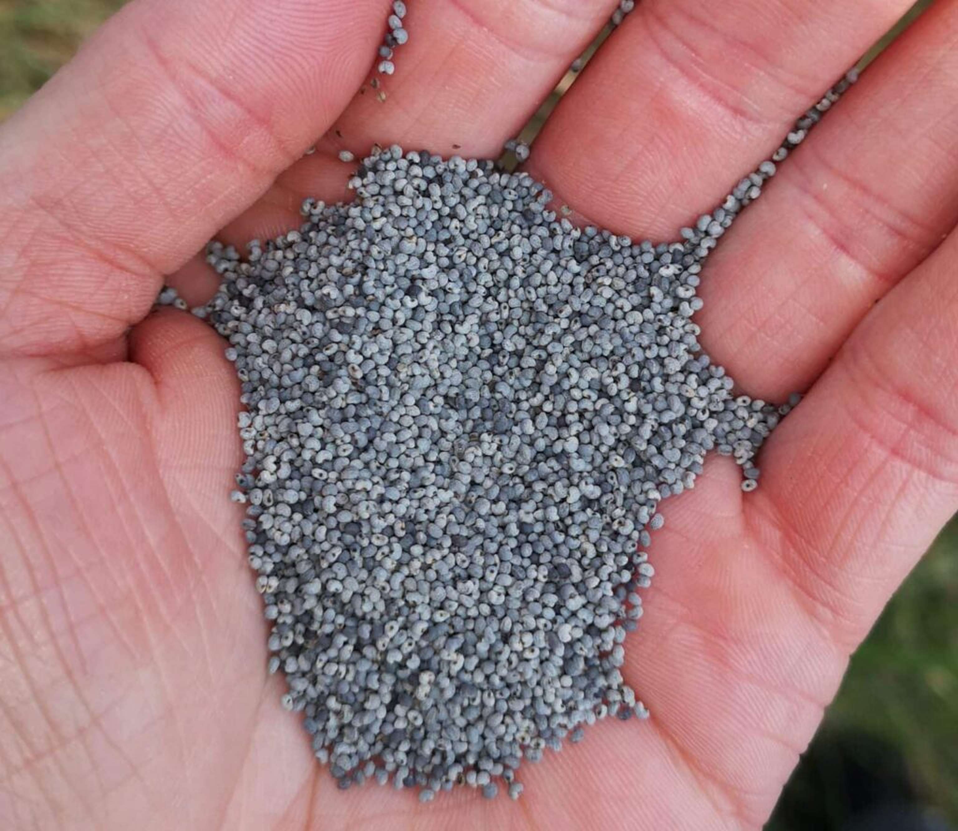 Bei Schüttmohn ist der ideale Erntezeitpunkt entscheidend.