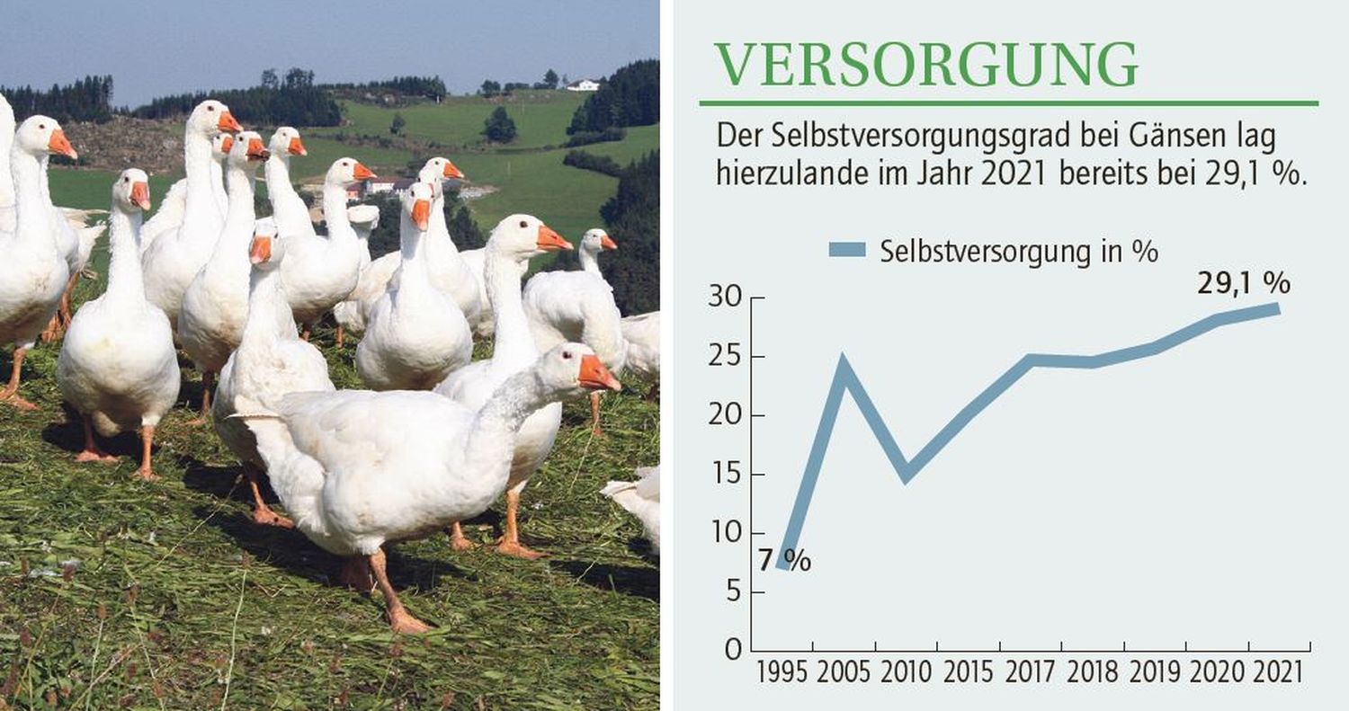 Die Weidehaltung in Kombination mit Getreidebeifütterung ergibt bei heimischen Gänsen ein besonders zartes Fleisch gegenüber importierten Gänsen aus Intensivmast.
