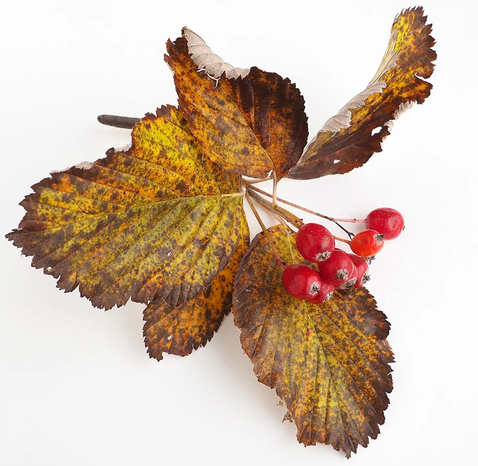 Mehlbeeren