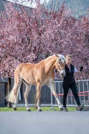 Haflinger Sandra Kofler