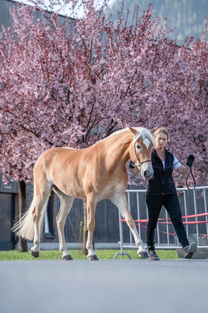 Haflinger Sandra Kofler