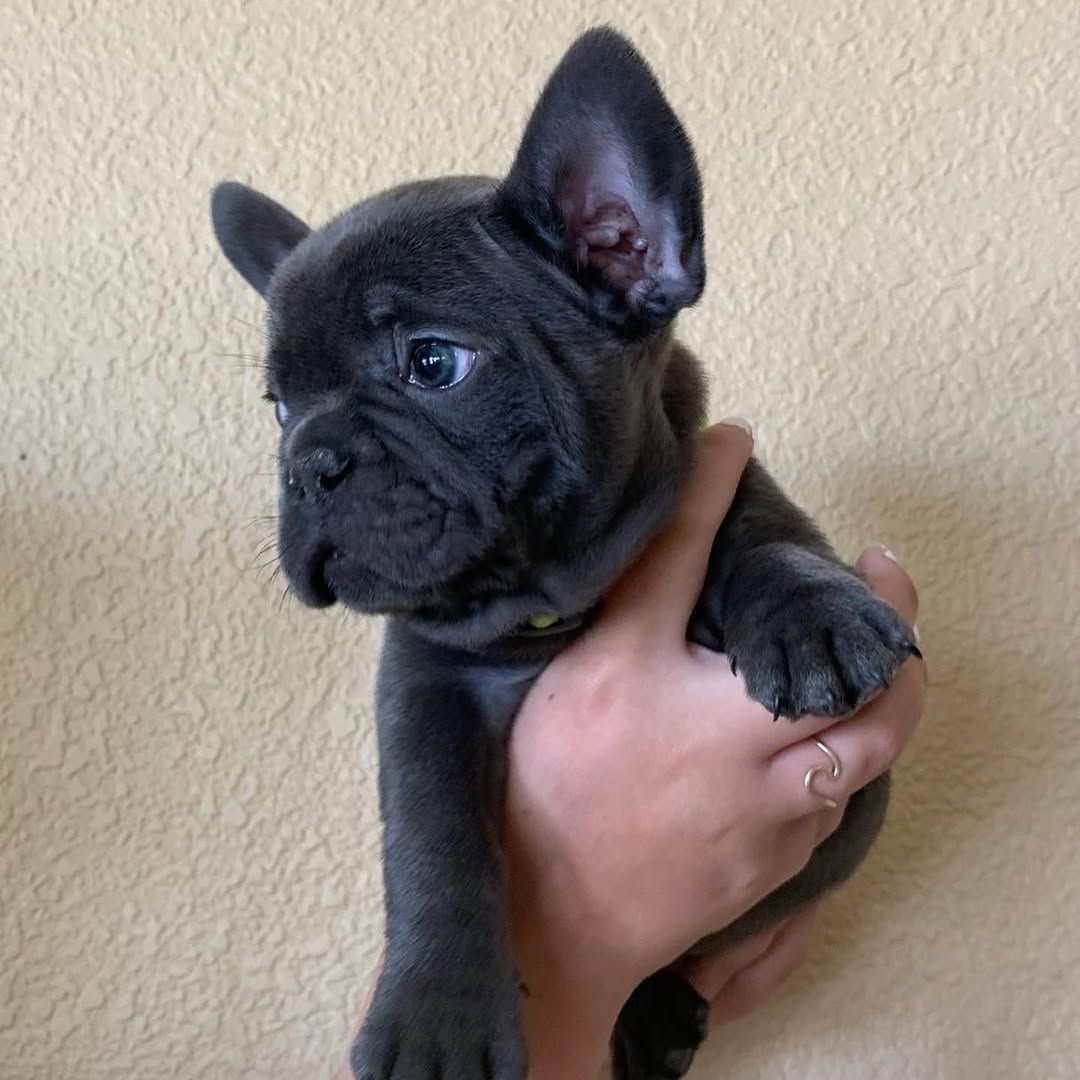 Bild von Anzeige: Entzückende Französische Bulldoggen-Welpen