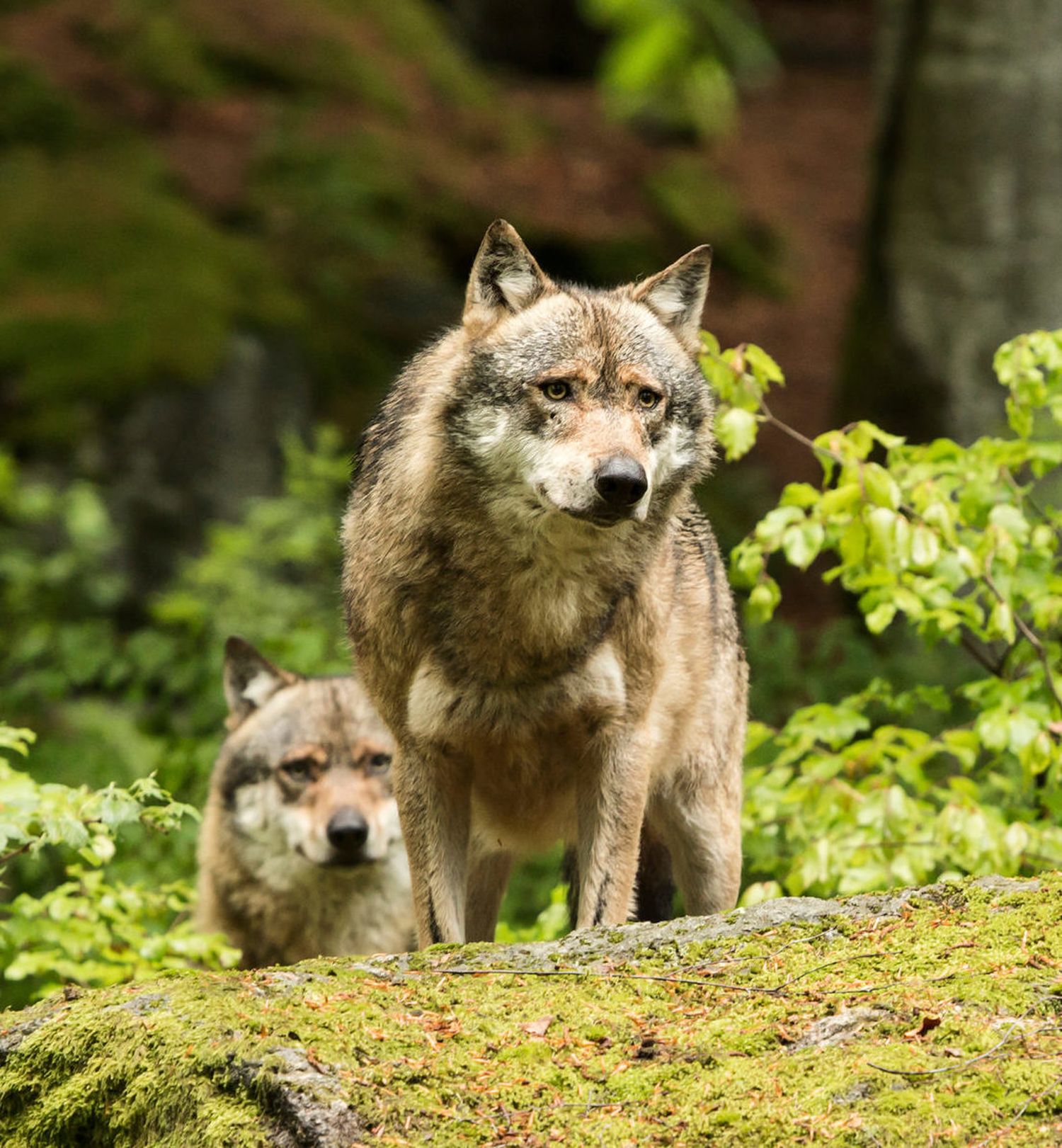 Europaeischer Wolf