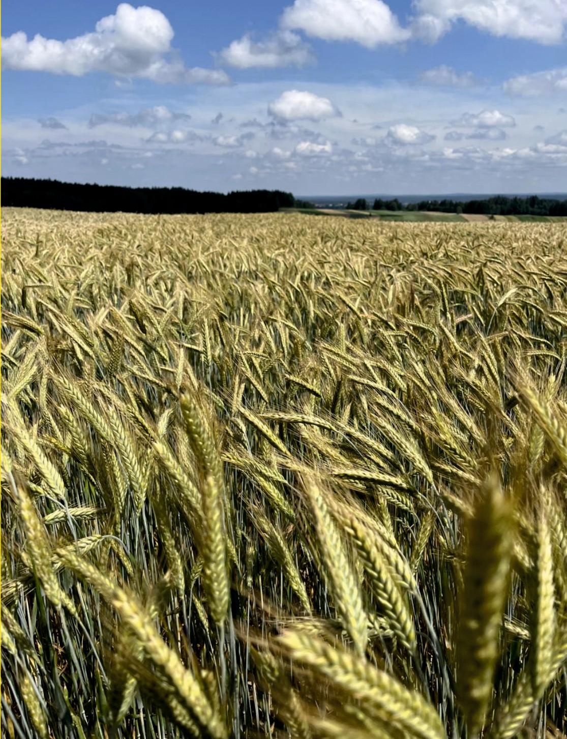 RGT Tamac ist das neue frühreife Qualitätstriticale | Bauernzeitung