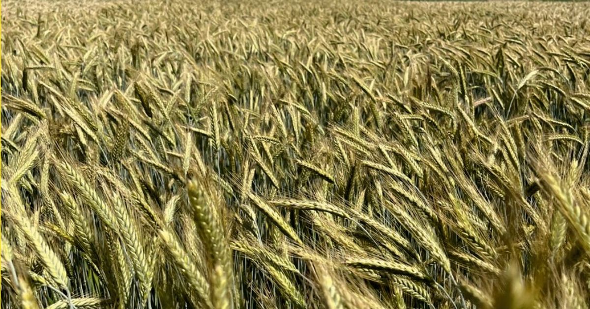 RGT Tamac ist das neue frühreife Qualitätstriticale | Bauernzeitung