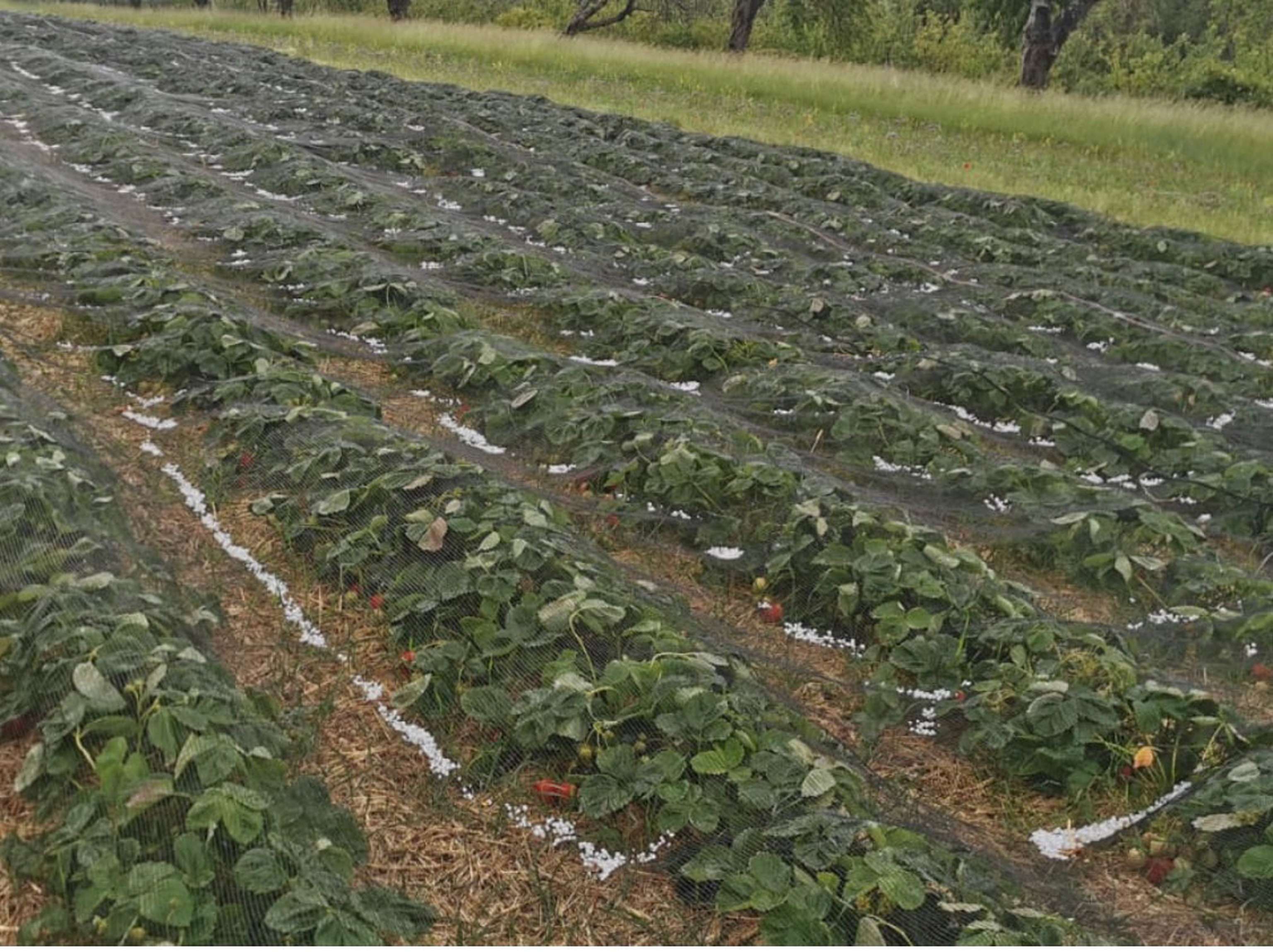 Erdbeeren-OBS 20200603 OBS0035