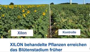 Mit XILON behandelte Pflanzen erreichen das Blütestadium früher.