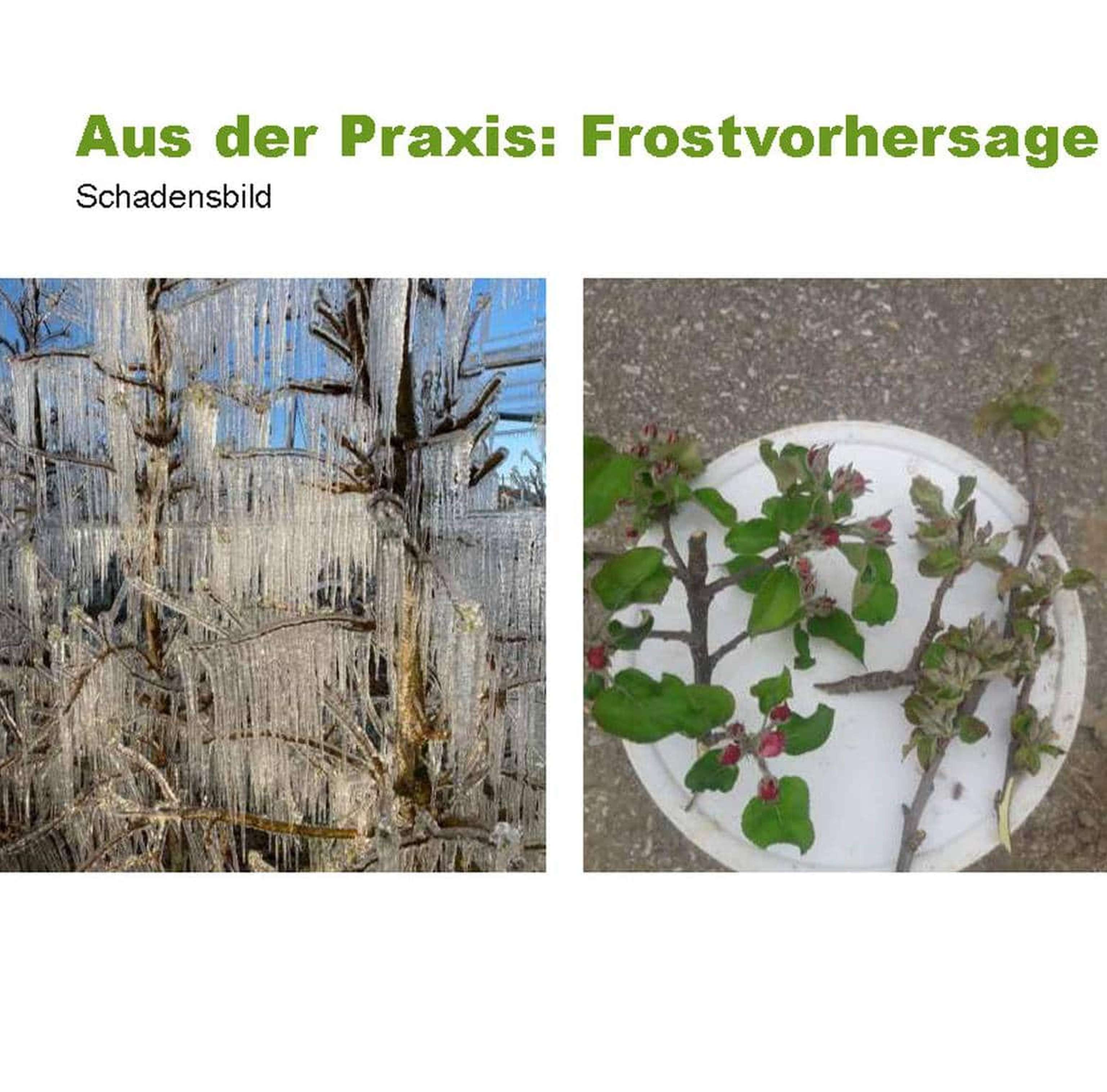 03 Frostvorhersage