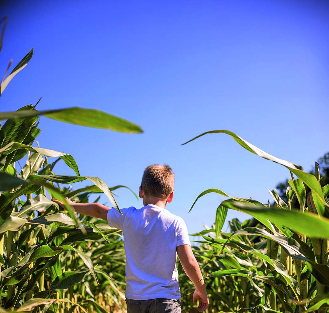 Ein Kind in weißem T-Shirt und Jeans spaziert inmitten eines Maisfeldes und greift mit der linken Hand sehnsüchtig nach einer Pflanze