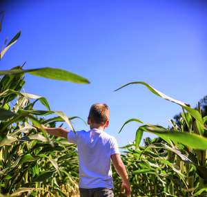 Kind spaziert durch Feld