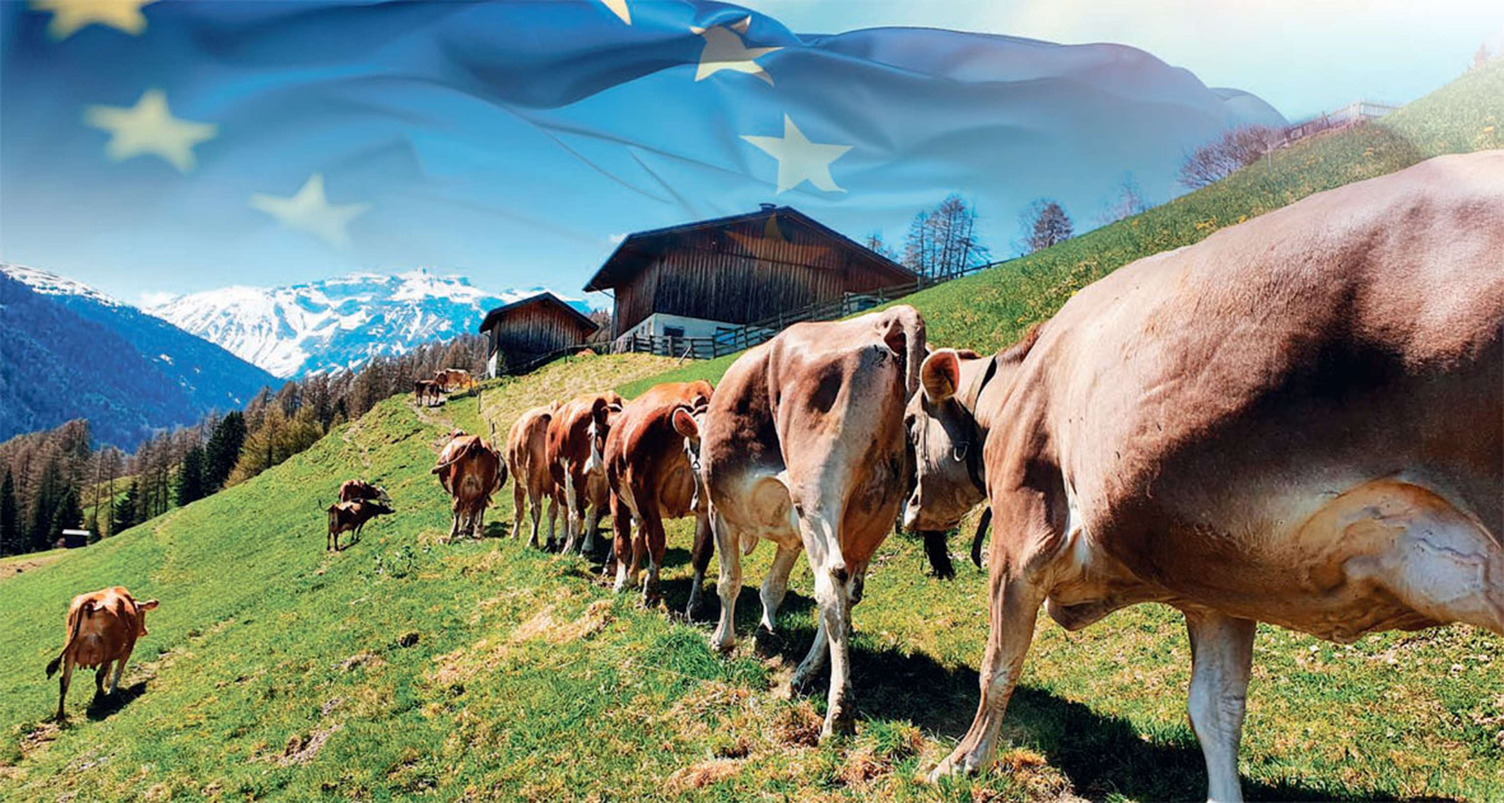 Kühe am Weg in den Stall, EU-Flagge im Hintergrund