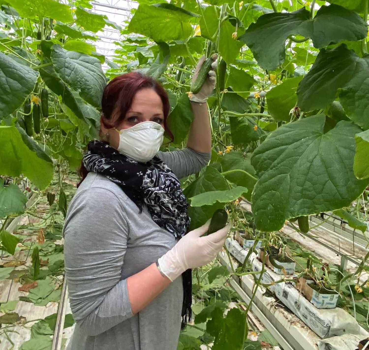 Gurkenernte in Corona-Zeiten. Alle Arbeitskräfte haben strikte Hygienemaßnahmen einzuhalten.