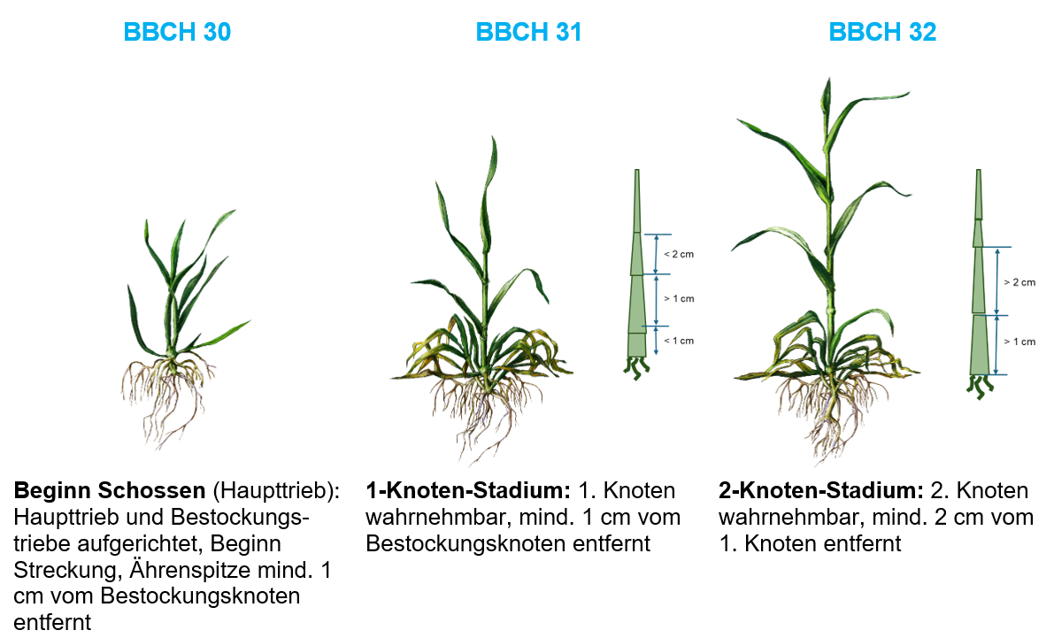 Entwicklungsstadien.png
