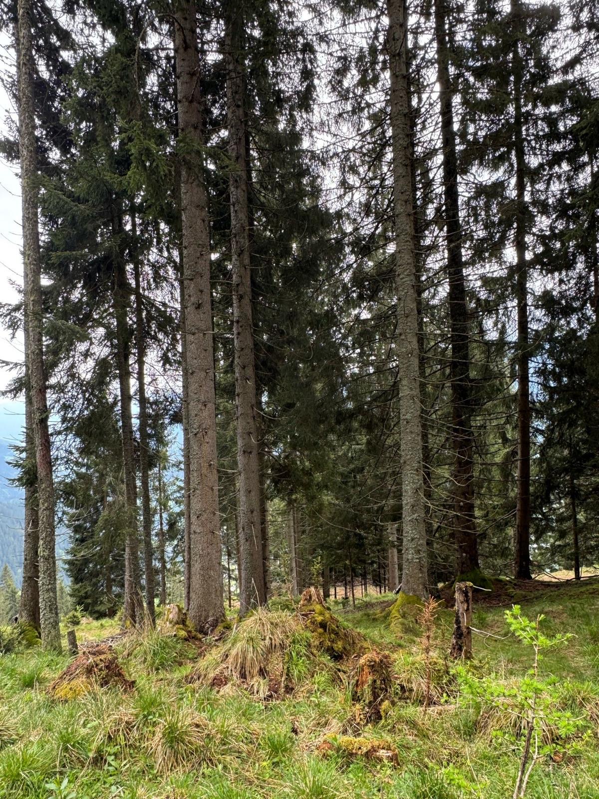 Bild 7 von Anzeige: Verkauf Wand Grundstück 