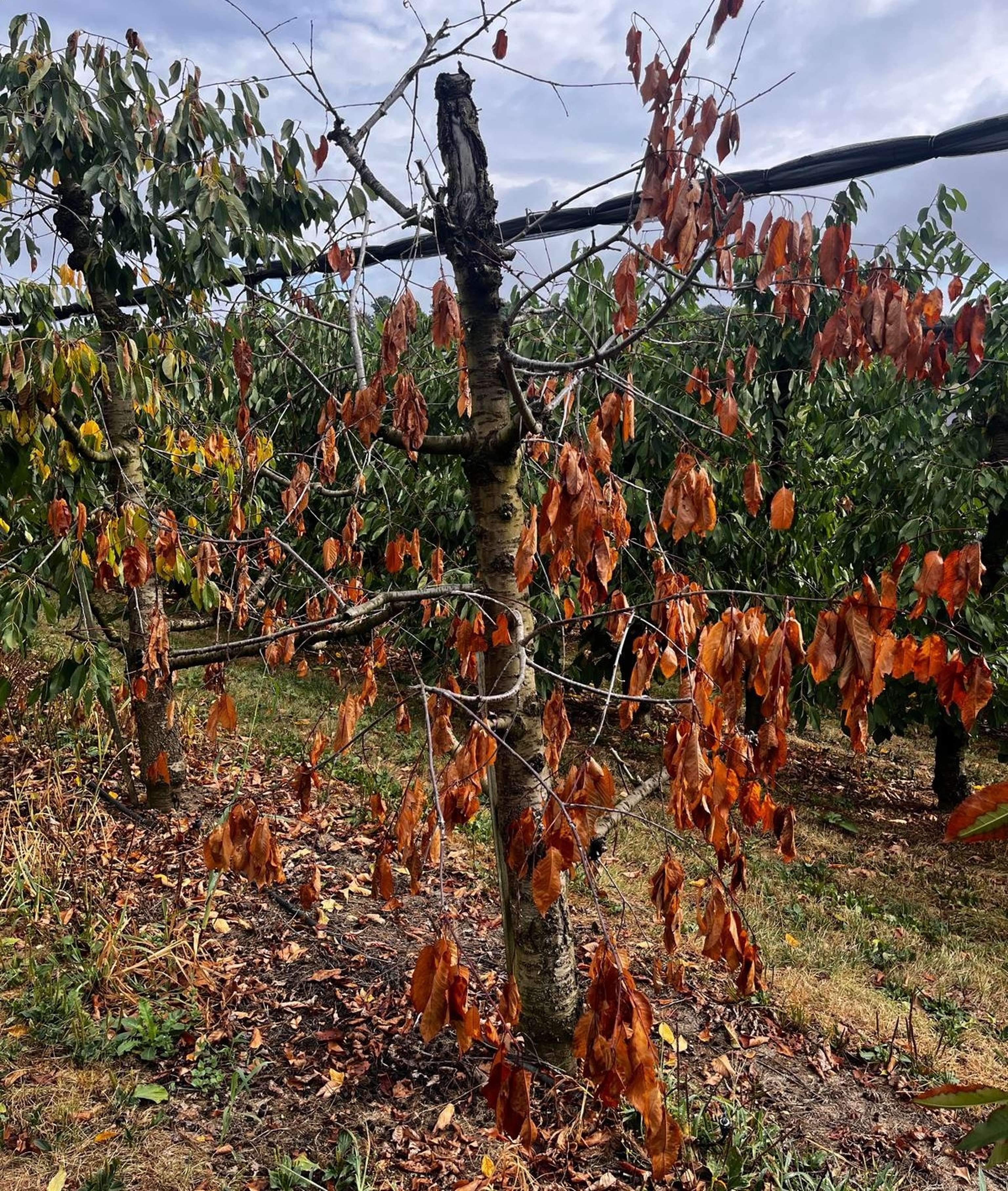 Obstbaum mit vertrockneten, braunen Blättern in einer Plantage, umgeben von gesunden grünen Bäumen unter bewölktem Himmel.