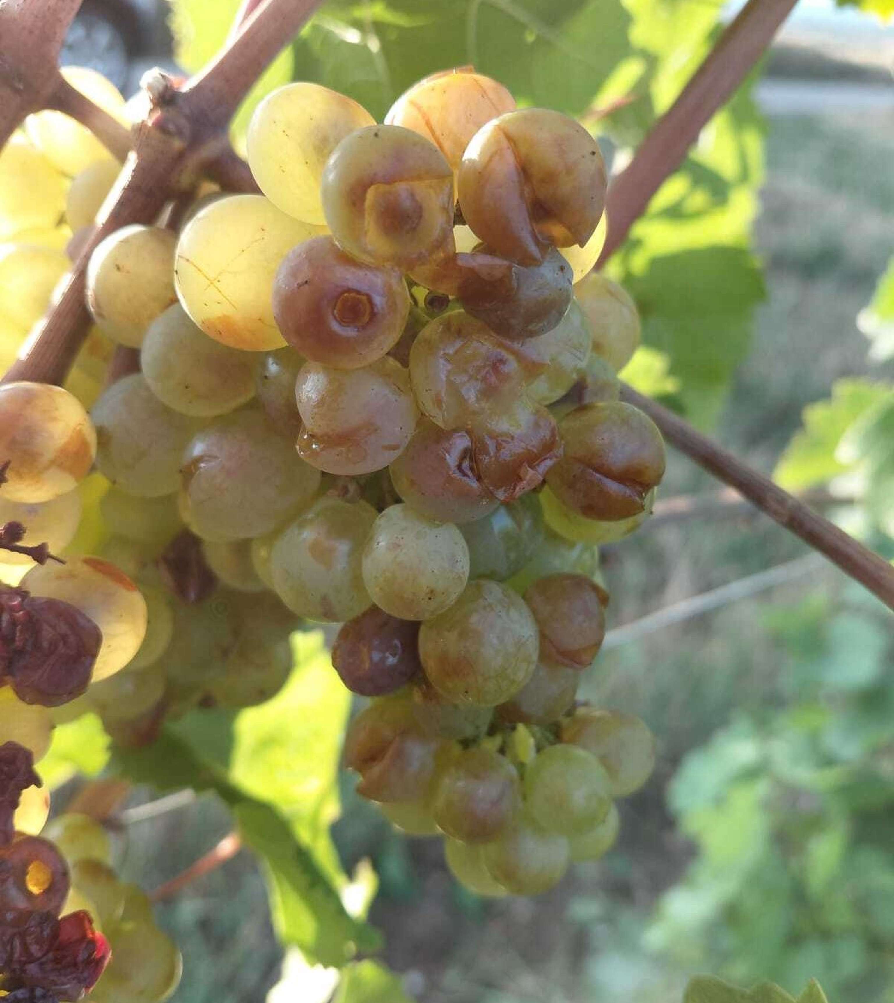 Hagelschaden_wein_noe