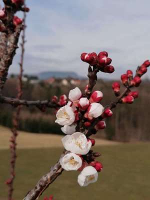 Etwa drei Wochen zu früh haben an besonders warmen Standorten  Obstbäume bereits zu blühen begonnen.