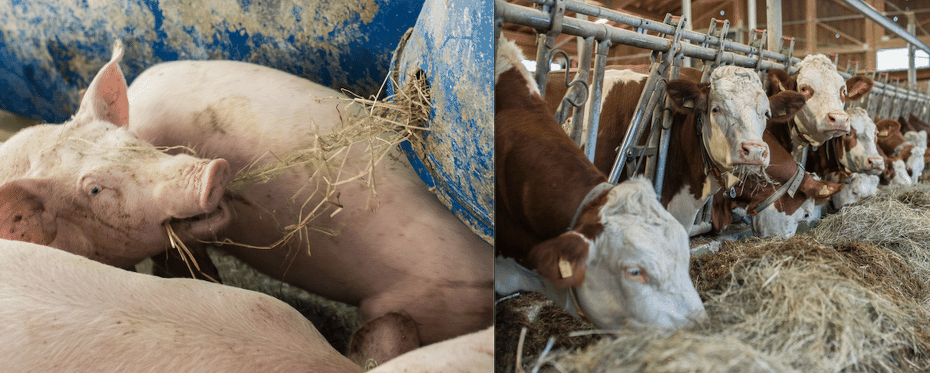 Schweine Rinder