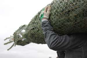 Weihnachtsbaumtransport