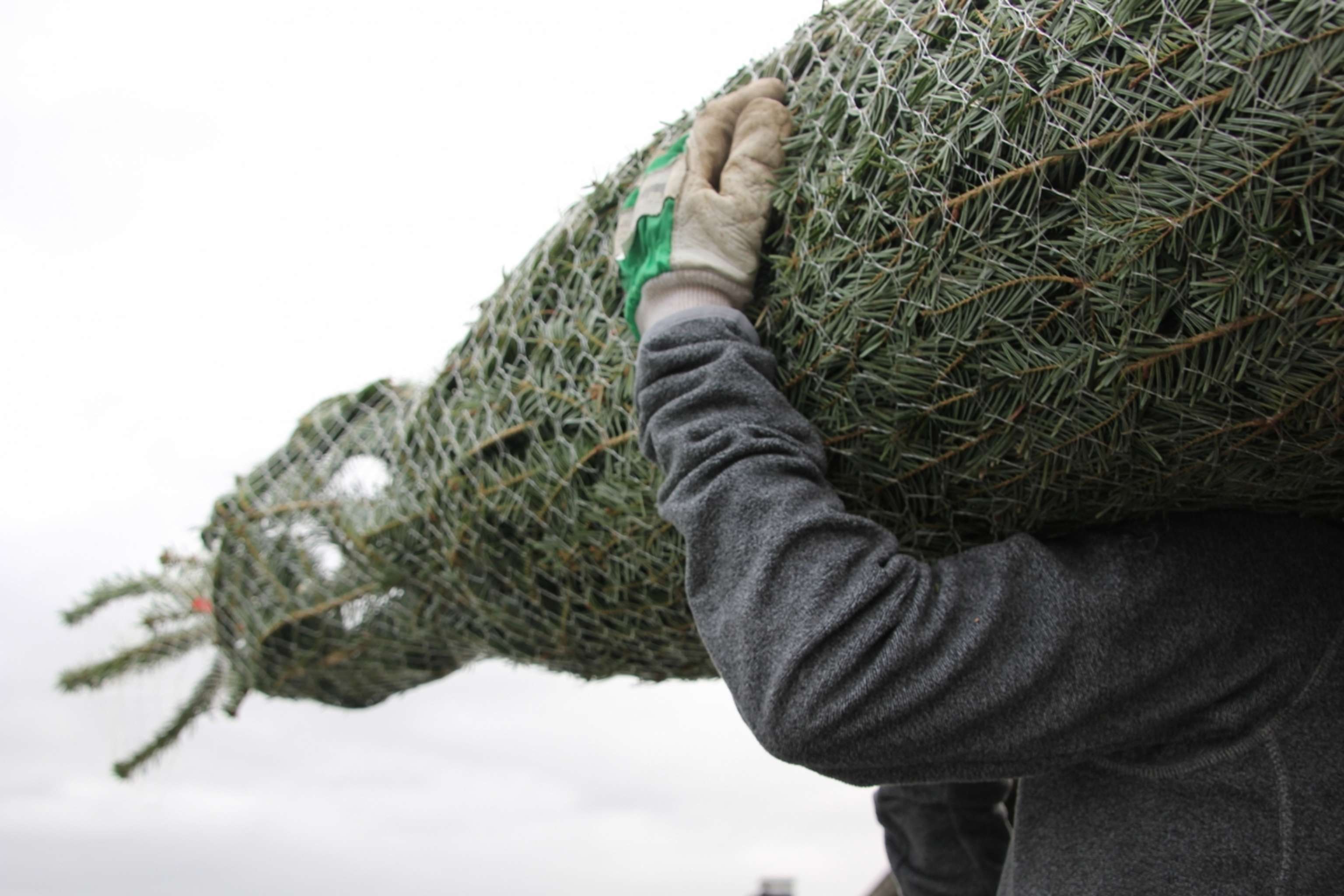 Weihnachtsbaumtransport