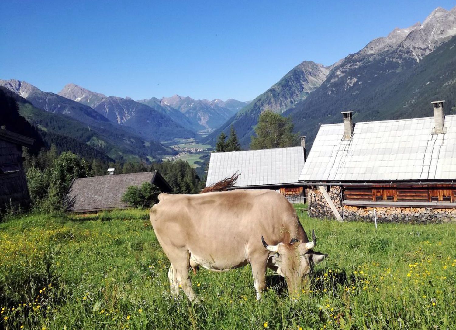 Balkon des Lechtals: Die Stablalm mit herrlicher Aussicht