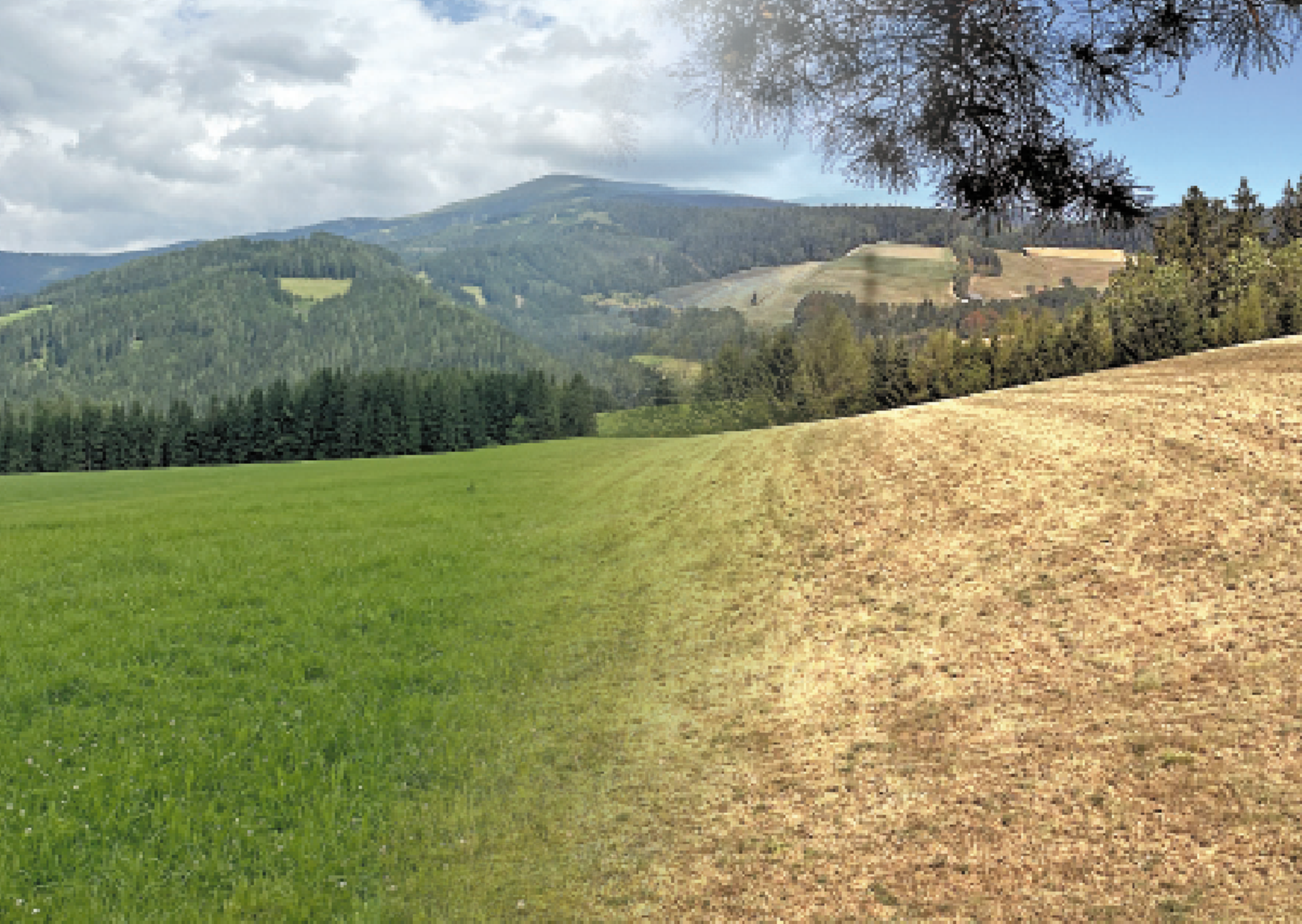 Dürreschäden im Grünland