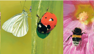 Artenschutz