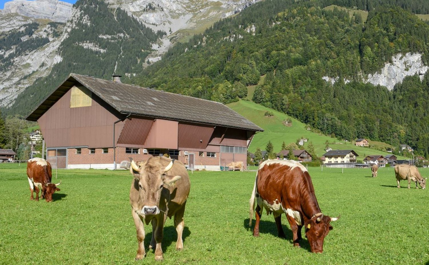 Herbstweide Schweiz