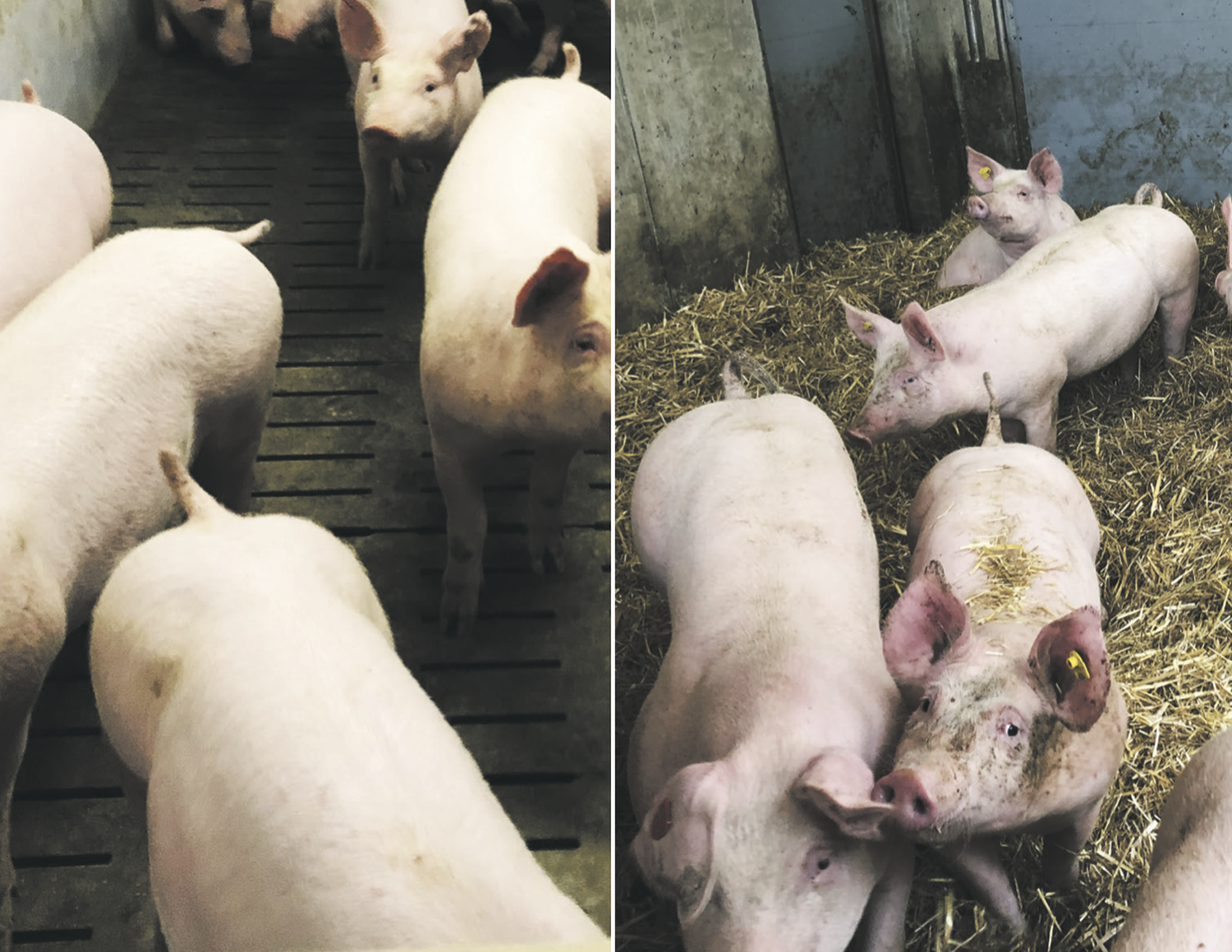 Schweine