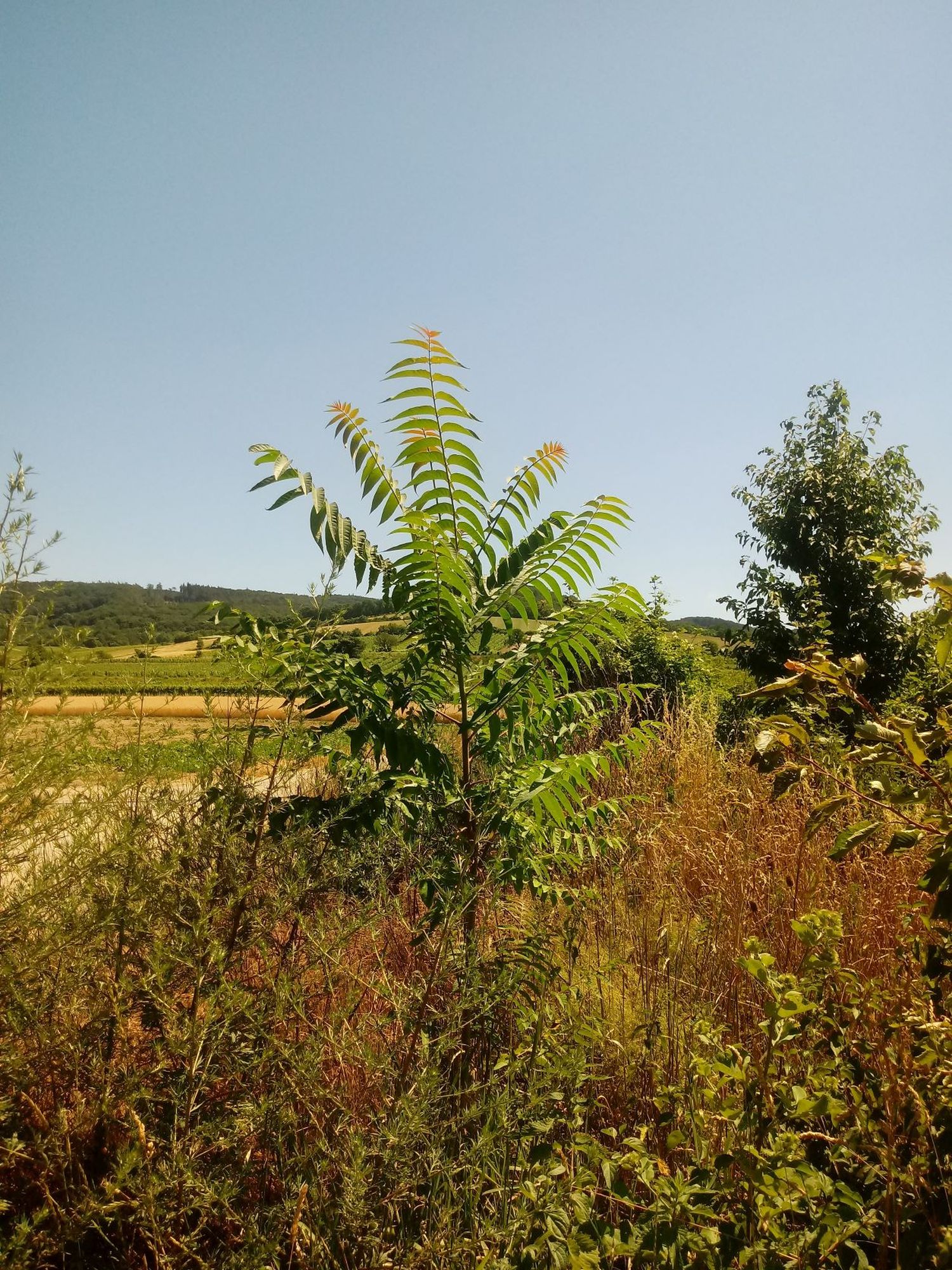Ailanthus_Feldrand.jpg