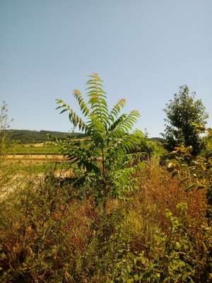 Ailanthus_Feldrand.jpg