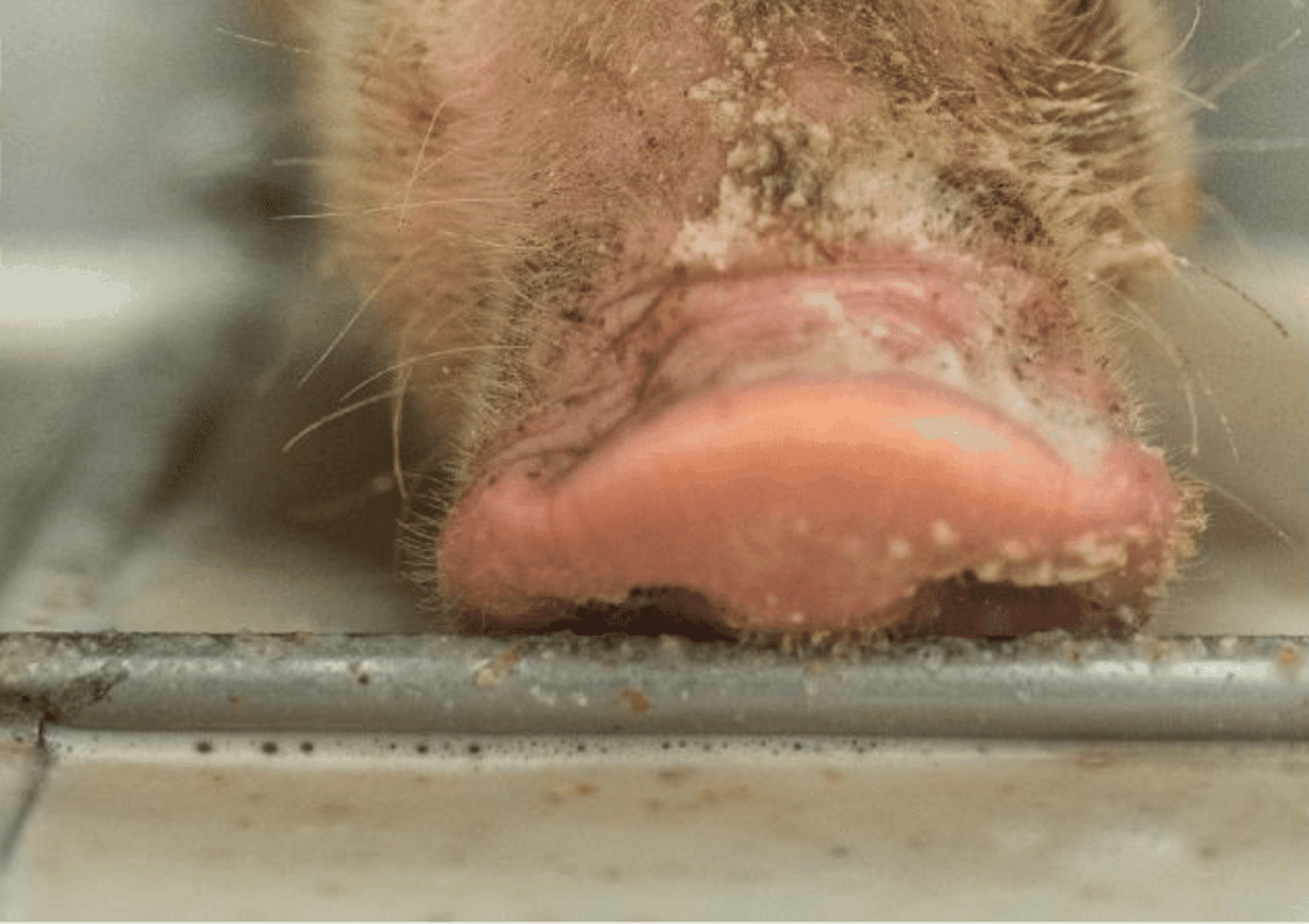 Künftig soll genug gentechnikfreies Soja aus nationaler und europäischer Produktion auch für Schweinfutter zur Verfügung stehen.
FOTO: agrarfoto.com