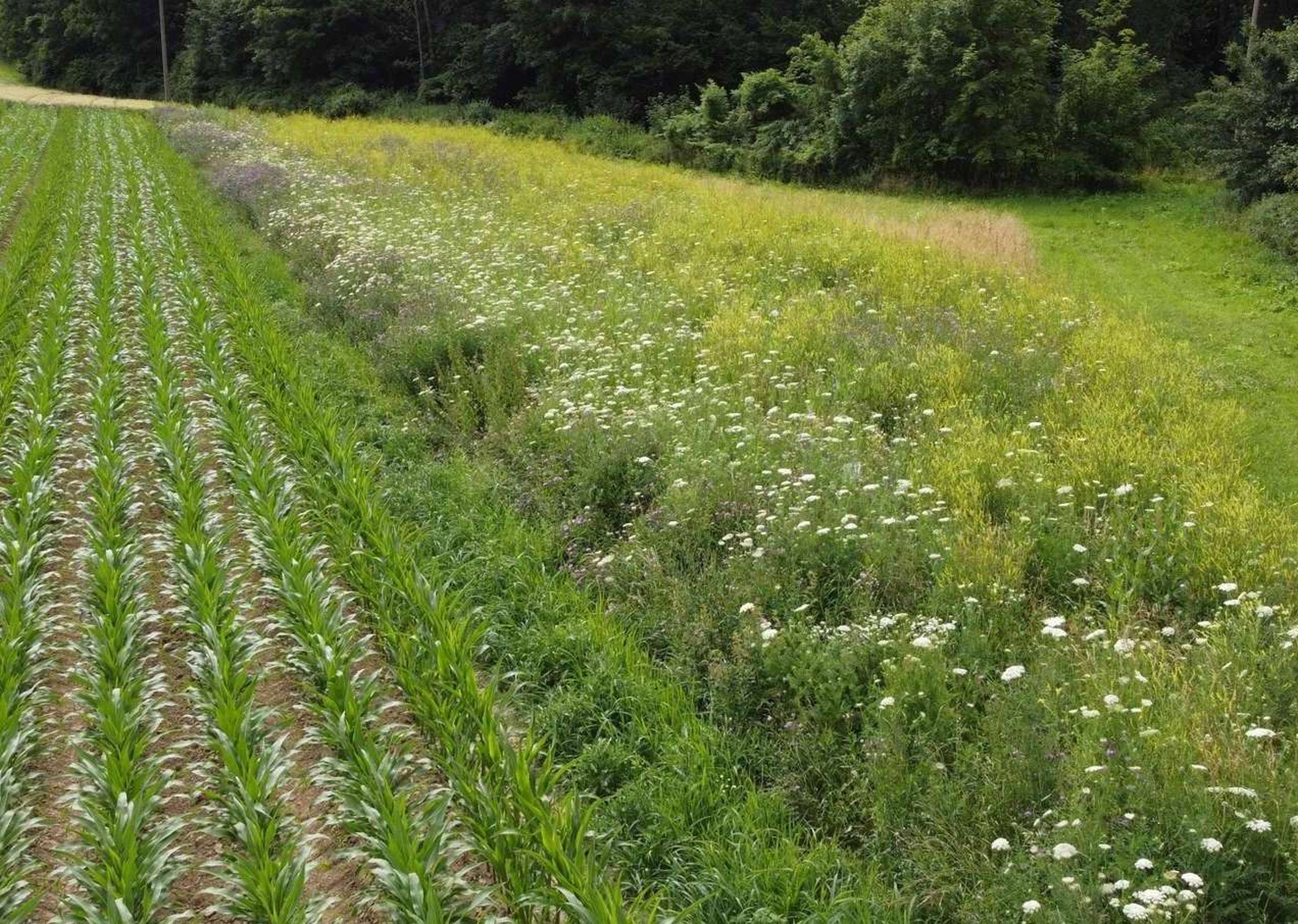 Biodiversitätsfläche
