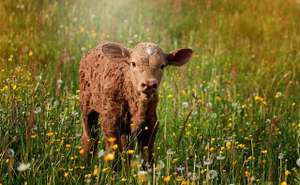 Tierschutz