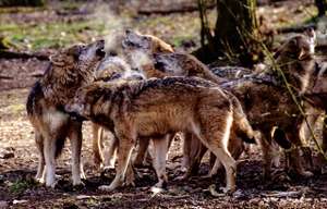 Wolfsrudel