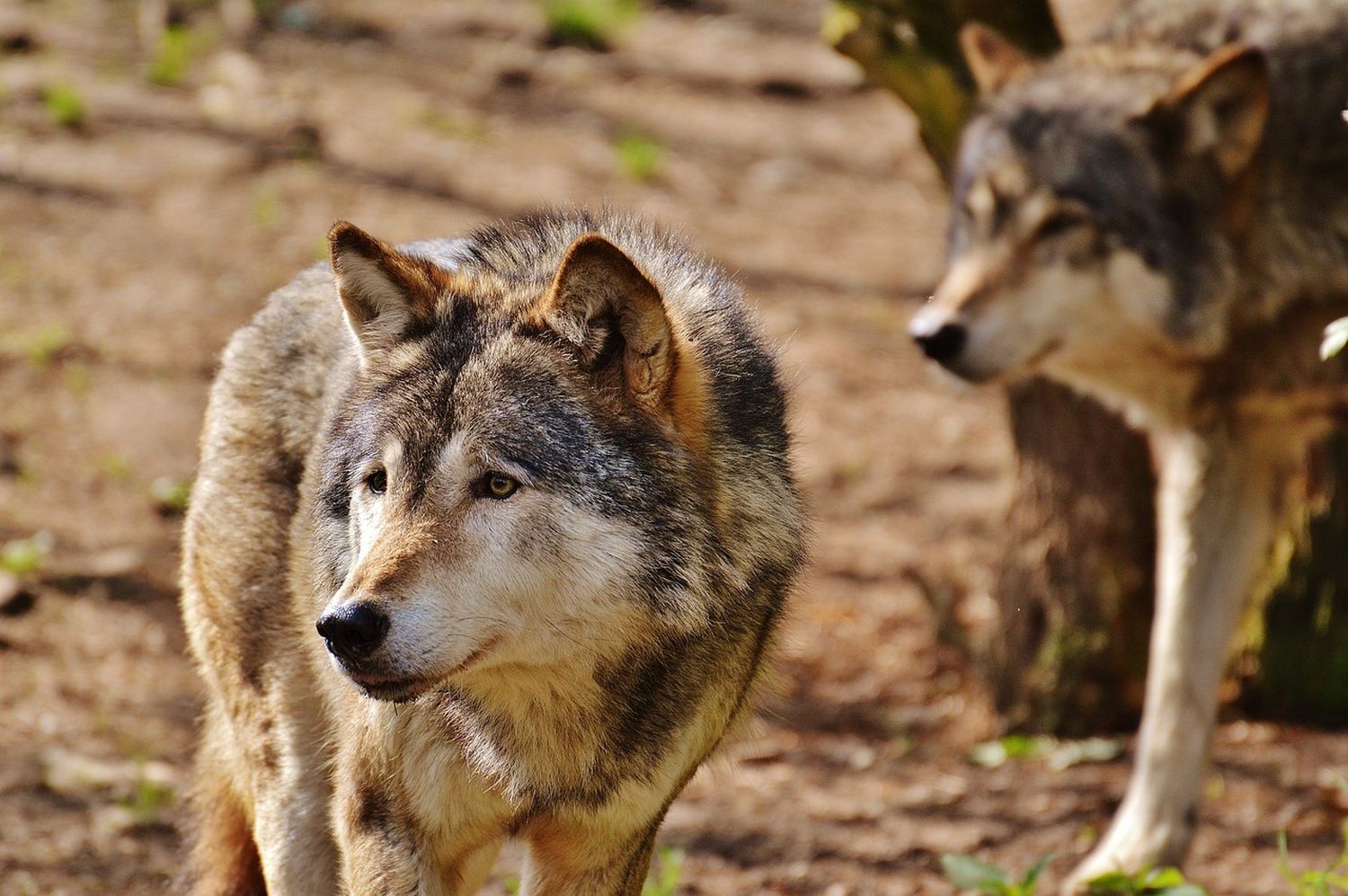 Landesrat Gantner: „Niemand will den Wolf ausrotten.“
