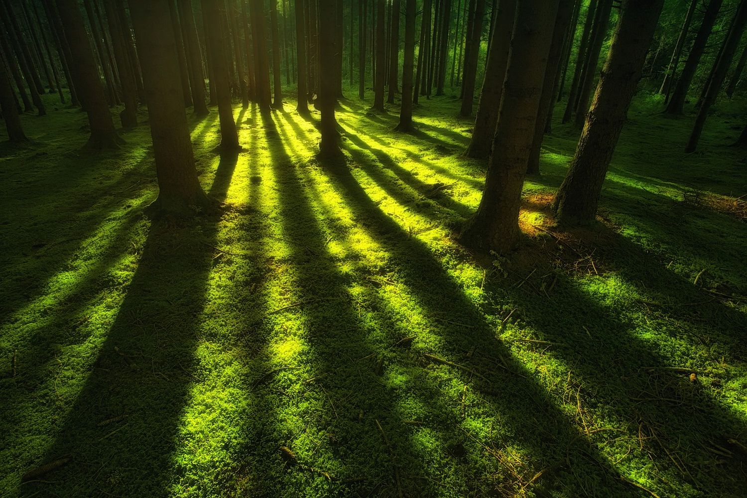Wald