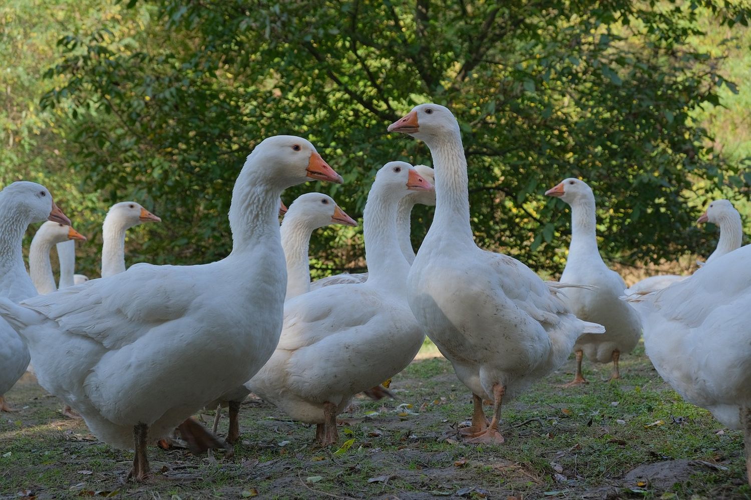 Rund 5.000 Gänse von 13 Betrieben.