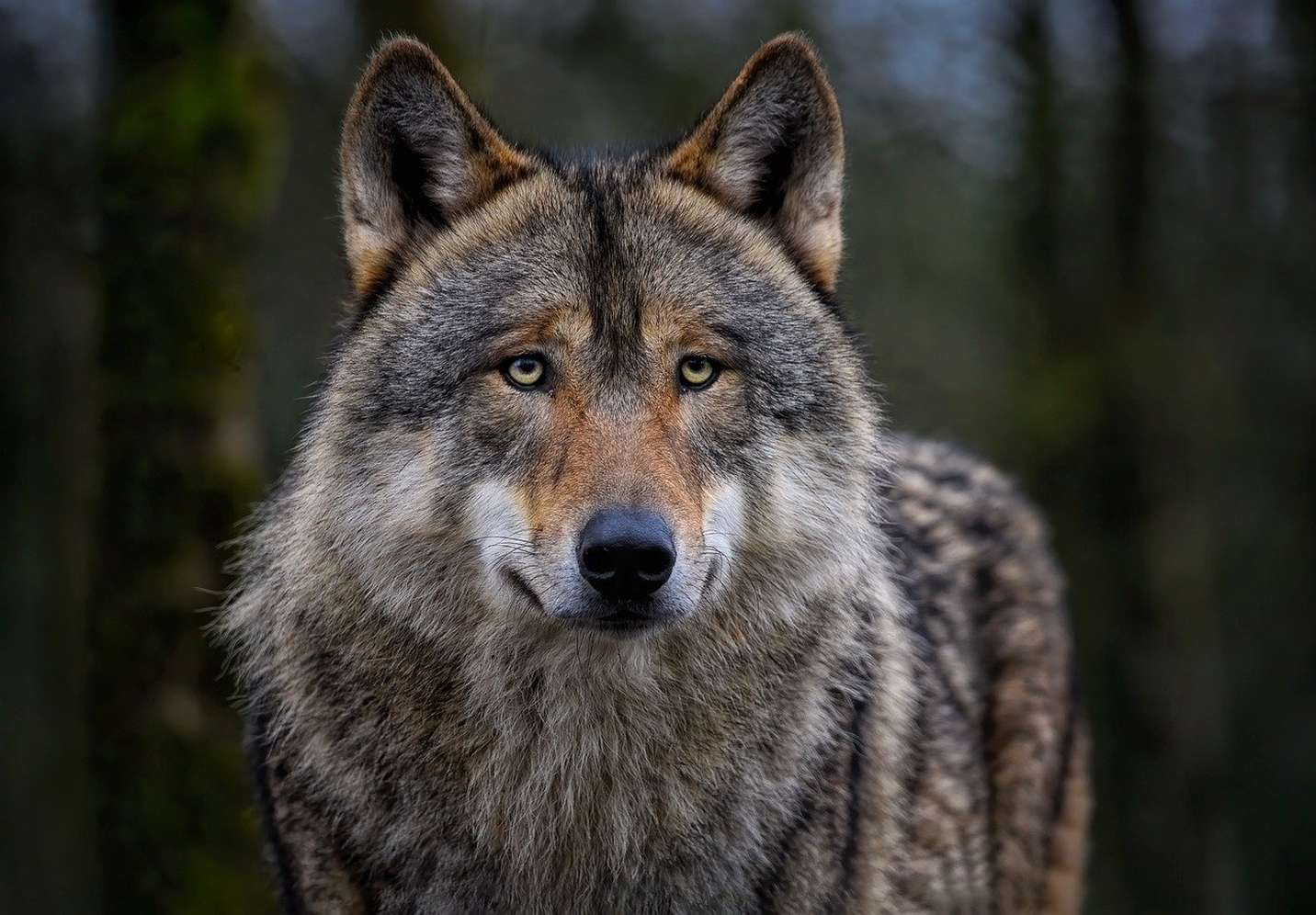 Wolf