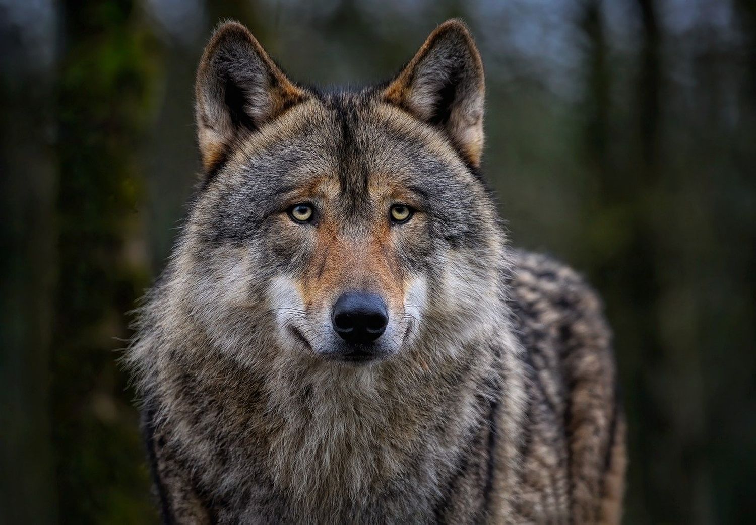 Wolf