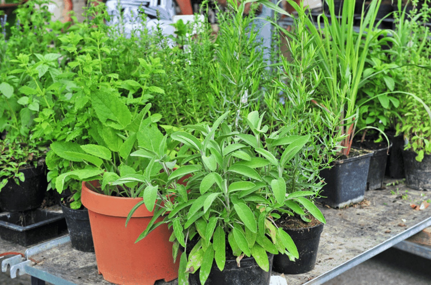 Das aktuelle Sortiment der Gärtnereien umfasst Frühlingsblüher, Topfkräuter und erste Gemüsepflanzen.
FOTO: agrarfoto.com