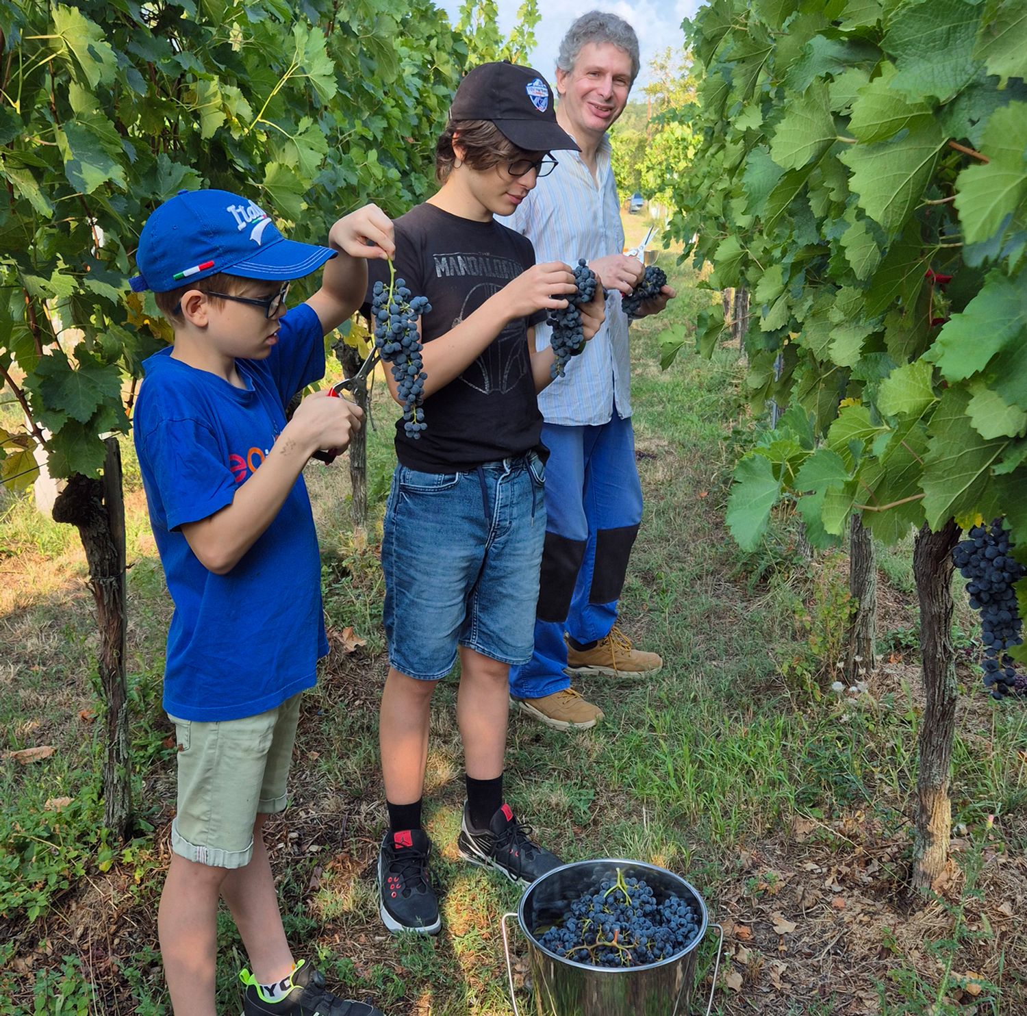 Weinlese