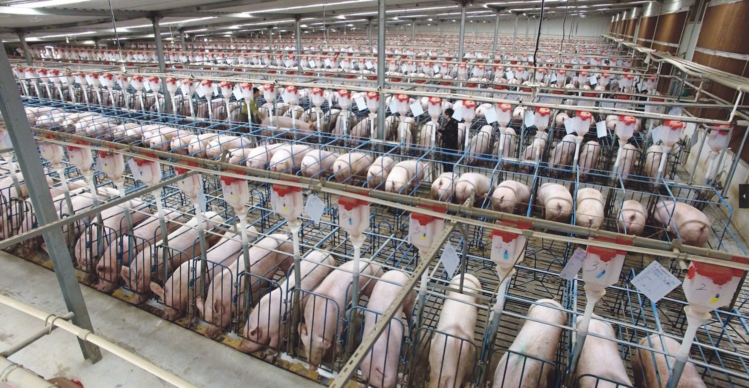 Fast jede zweite Mega-Schweinefarm mit zig tausend Tieren findet sich in China.