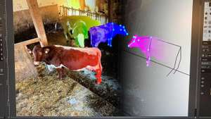 Automatisierte Videoanalyse des Systems “KuhTracking”