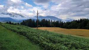 Buschbohnen Und Hafer Vor Dem Tennengebirge CMYK