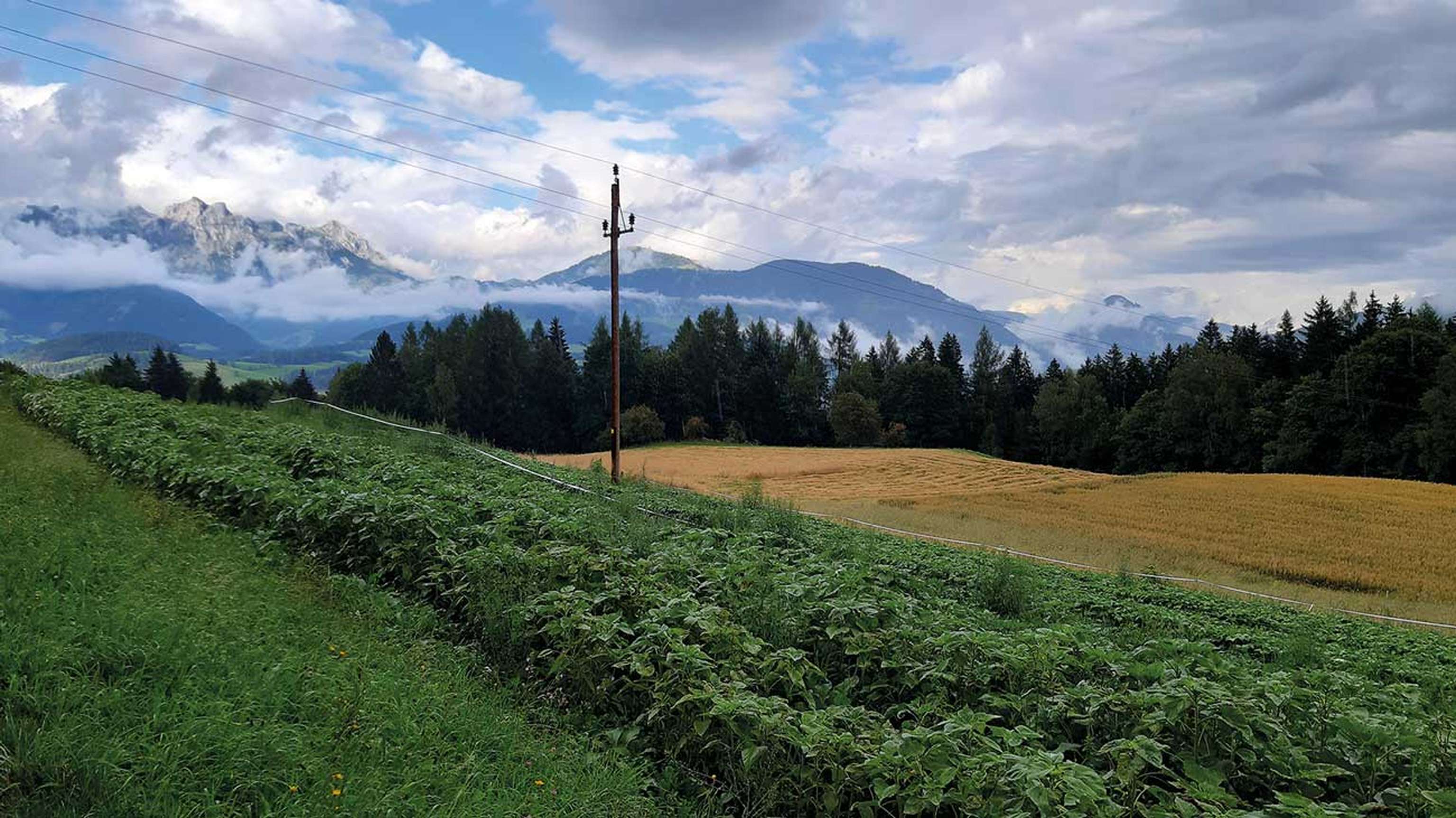 Buschbohnen Und Hafer Vor Dem Tennengebirge CMYK